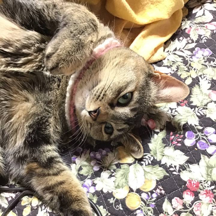 64d2b4b0 63c3 4d09 9c2a b623ddf34abe 1620371097518