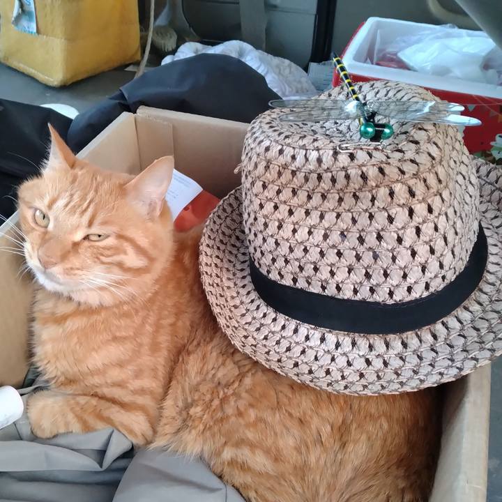 64d3c335 d5f1 4568 895b be5abc502b74 1719395803237