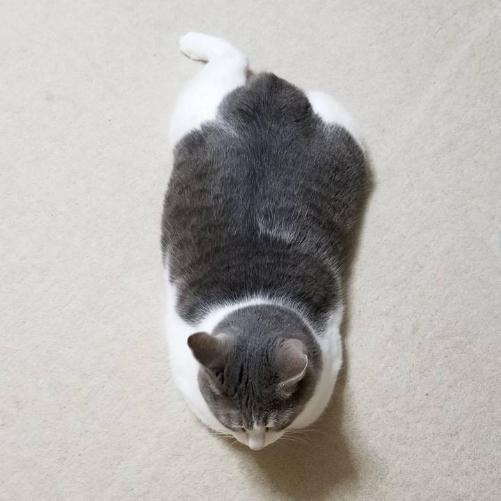 64d4d100 082c 4c3e a68a 25dcadcce3b6 1598708222814