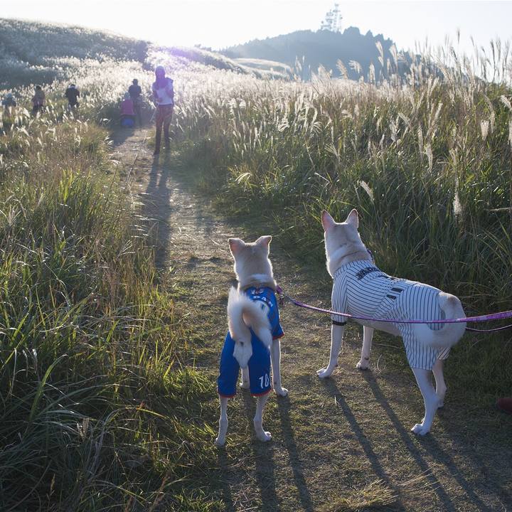 64da64c2 9cb3 4224 89b8 025725023f18 1507879181415