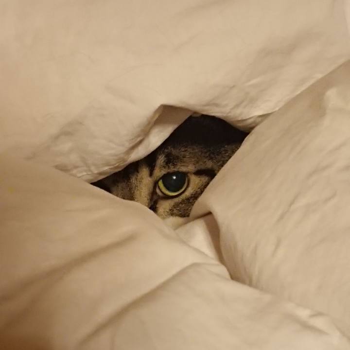 64db5cfc c055 43da 99a8 4452b1daf18d 1538566369465