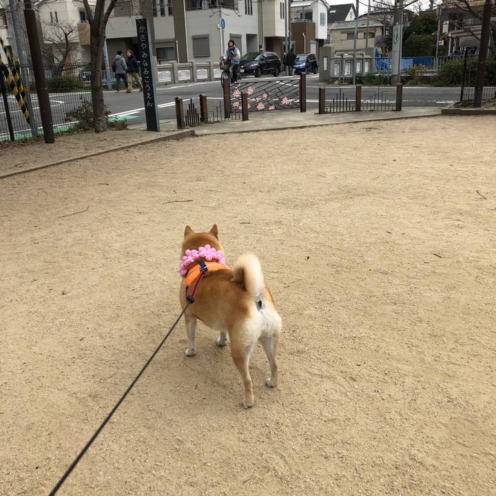 64dc0a5a 84d1 45cd a676 43bb49239332 1550116672433