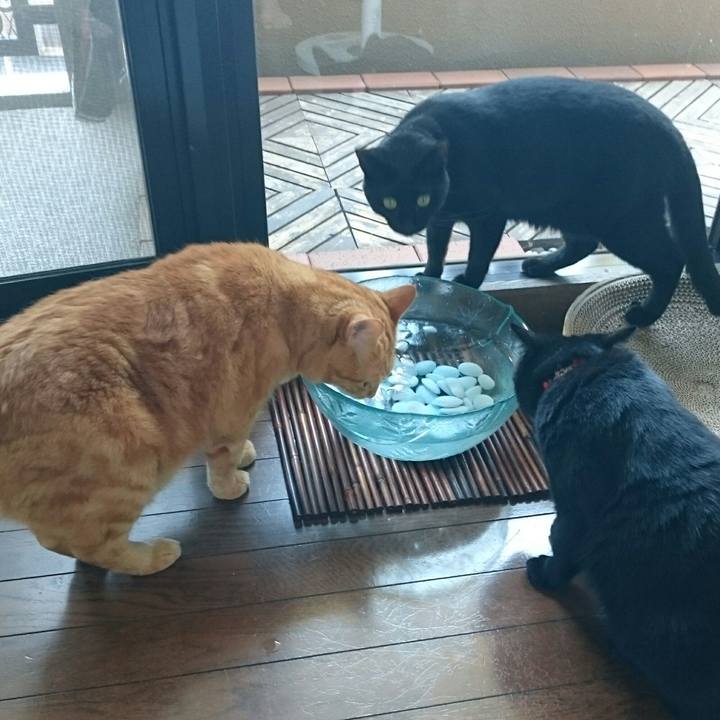 64dcdb9f 0fd6 469e 95ac 5624f6033624 1531618293852