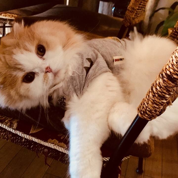 64de989d 39af 4fe4 9c60 b8a82dd7b88f 1549464140293