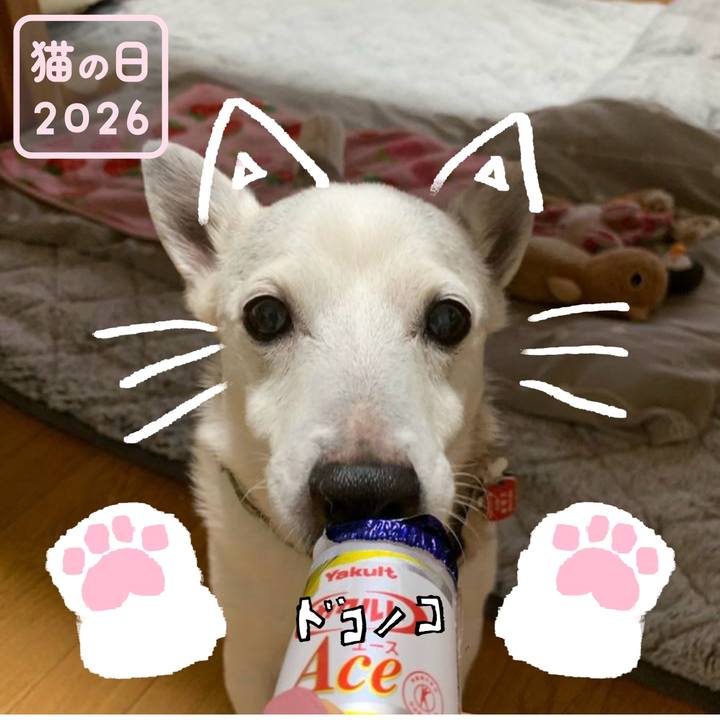 64e0314f 8cd1 443b ade9 2f034faa5d2d 1771717536913