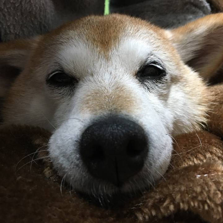 64e0cc08 09d2 4cbe be35 8d7c7ff44205 1512471887239