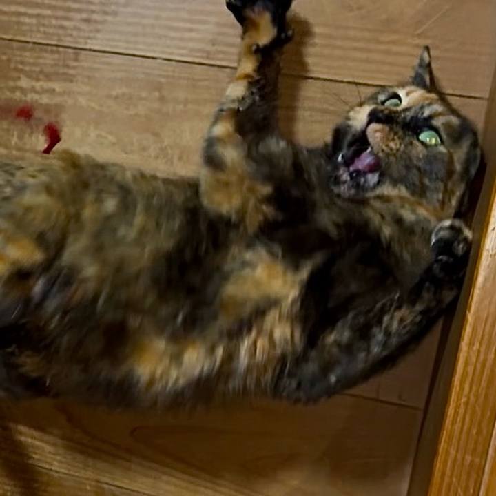 64e18abb 195d 47fa 8743 1d7e8ec62268 1746304352462