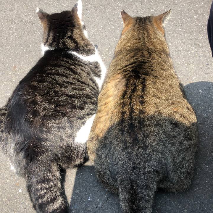 64e2436d 6046 49a9 9bad 7e3f3de02f75 1554016320519