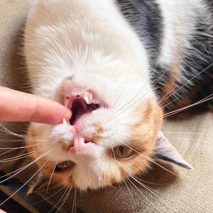 64e2a7e3 2efb 497f 9407 520c5082a1c8 1661764208353