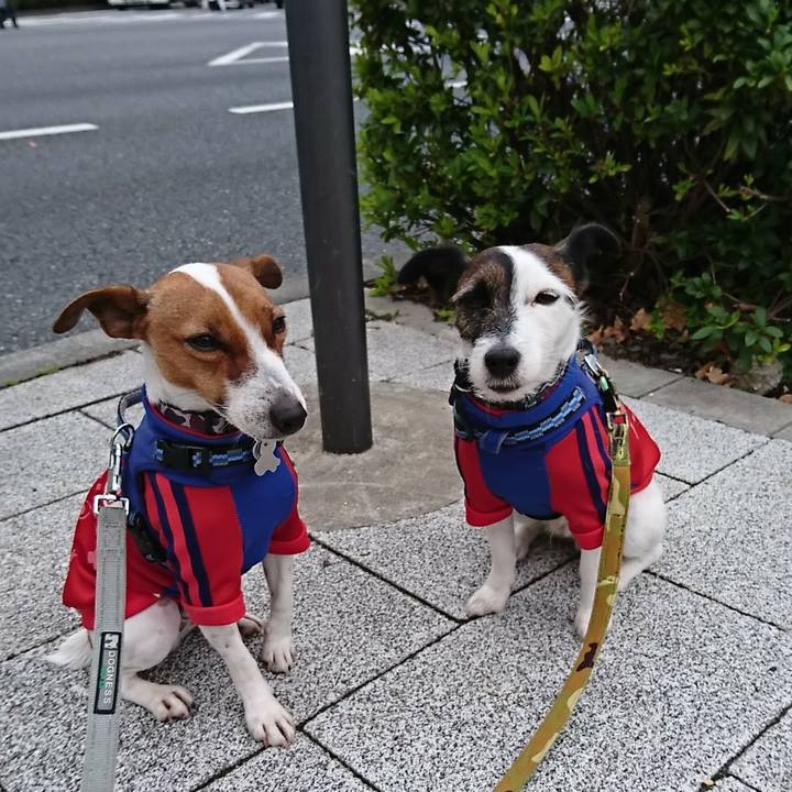 64e33db7 1009 486b 9b84 30009703ecc4 1543271499239