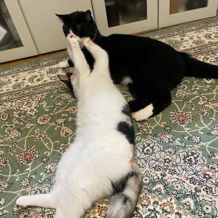 64e37fc6 cf56 446c b971 38e408ae8b6c 1686569203025