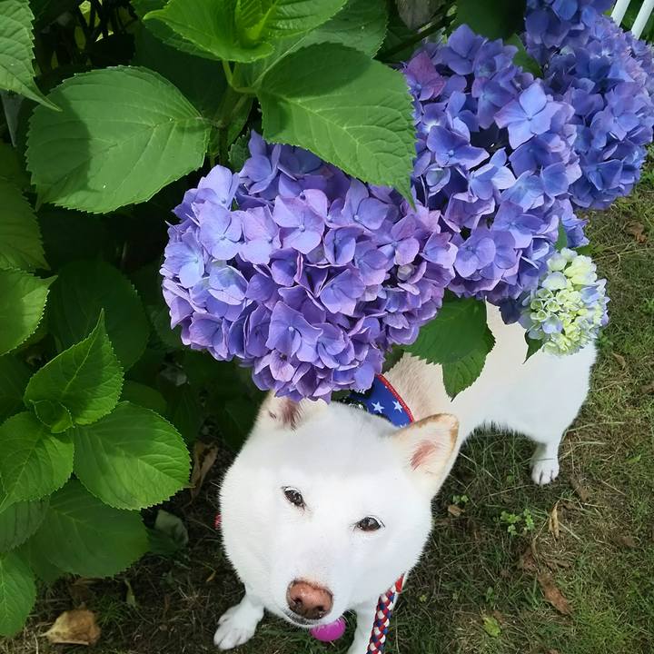 64e41d37 3df7 450e b44f bea494cc401c 1592646522608