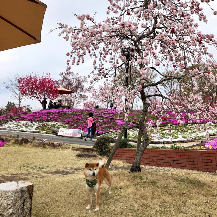 64e45c38 2e96 4abe ad8c a0a045425dba 1522919856767