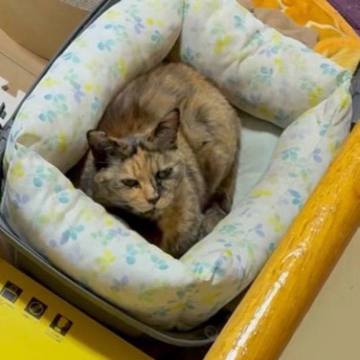 64e4b24e c662 4240 af0e 544ccbbcfe62 1745840656272