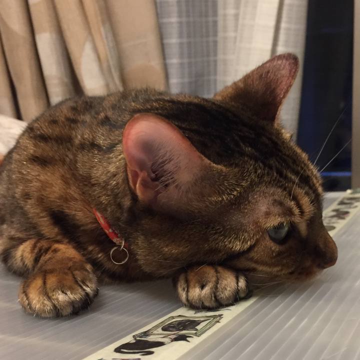 64e71409 4938 4e14 8604 0c21b742fed9 1533950442211