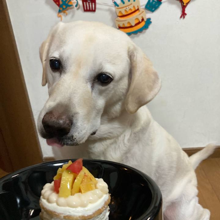 64e74fc8 3dcf 4097 b28b f43dc11d3a2e 1730463253893