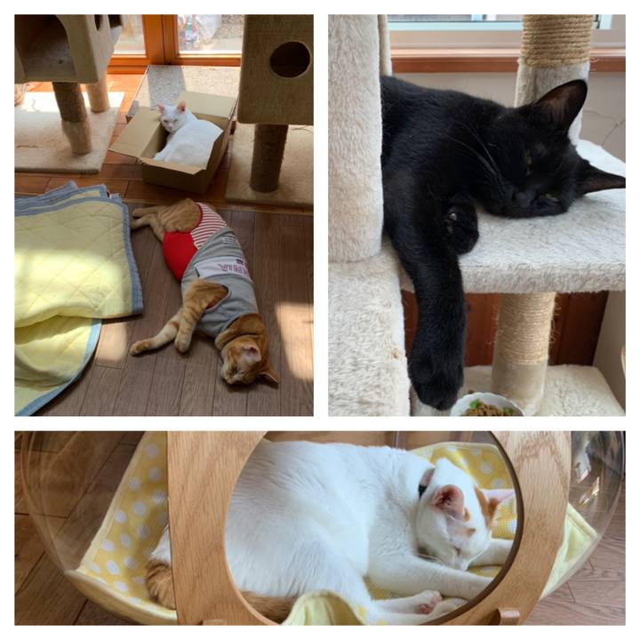 64e816d6 9150 4a09 9366 a4fd064de3ee 1596337188843