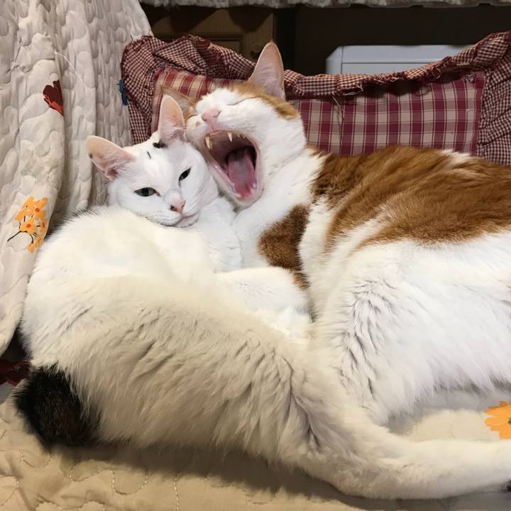 64ea675c 008a 47a6 a526 eec7ff48c032 1540989304652