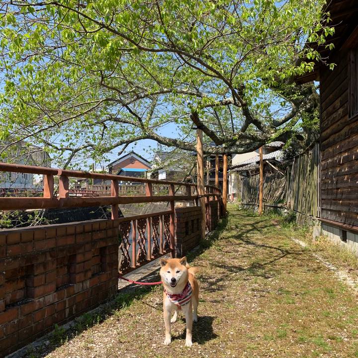 64ec8afc 193a 4e2a 8e9b 3bfcc0136ef3 1588239143498