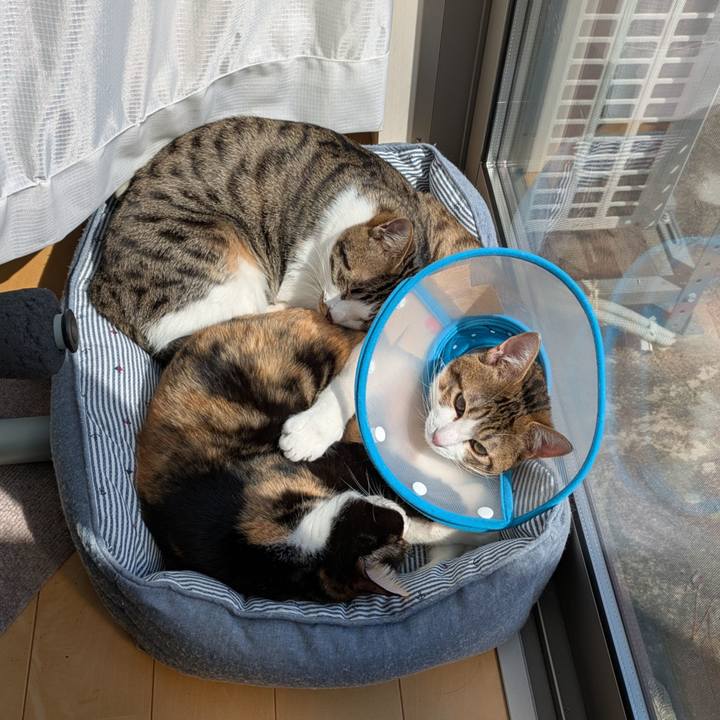 64f008e6 8681 404c 82aa fd8d4d552e56 1742714979811