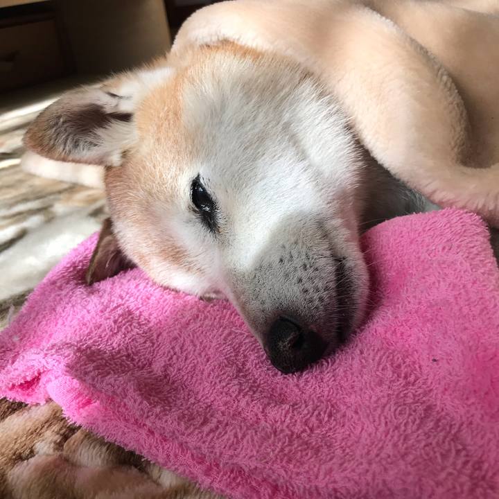 64f110ae 46f4 40bf b266 d6a5ee7f6a81 1544676899320