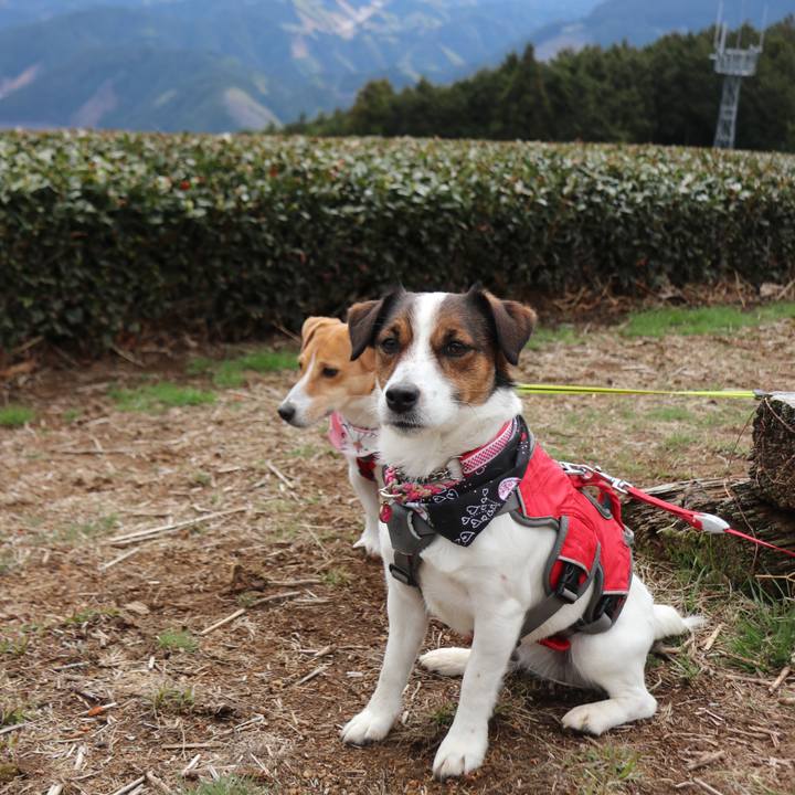 64f3ff7f 480d 461d 9fbe 1a71d22e0ad1 1521269634170