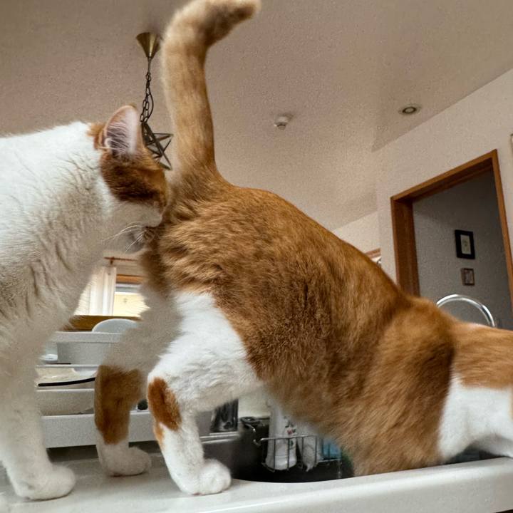 64f9e6b4 4424 40b0 968f 1beab3eb8008 1773887537792