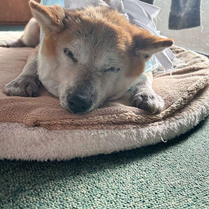 64fed04e 6833 47b4 9d7d 8c3df4a01862 1764478116691