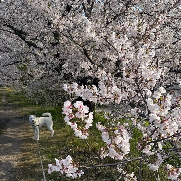 650003cc a571 483c bace c1ec4a658bfe 1775346078946