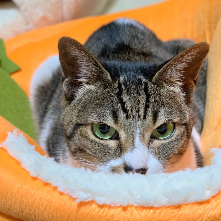 650392cc 1ff8 4f0f af88 d77b0b05ae78 1544322233619