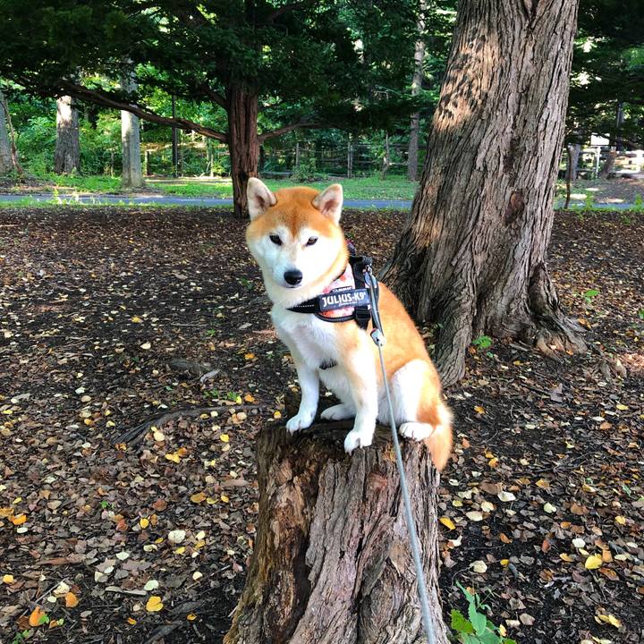 6505dcd8 704c 443a bc25 971022dacf14 1568684392055