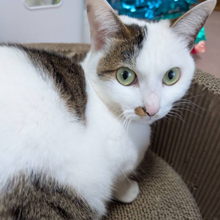 650a0eb1 7794 4663 a2cb 281d90f2e80e 1737505943983