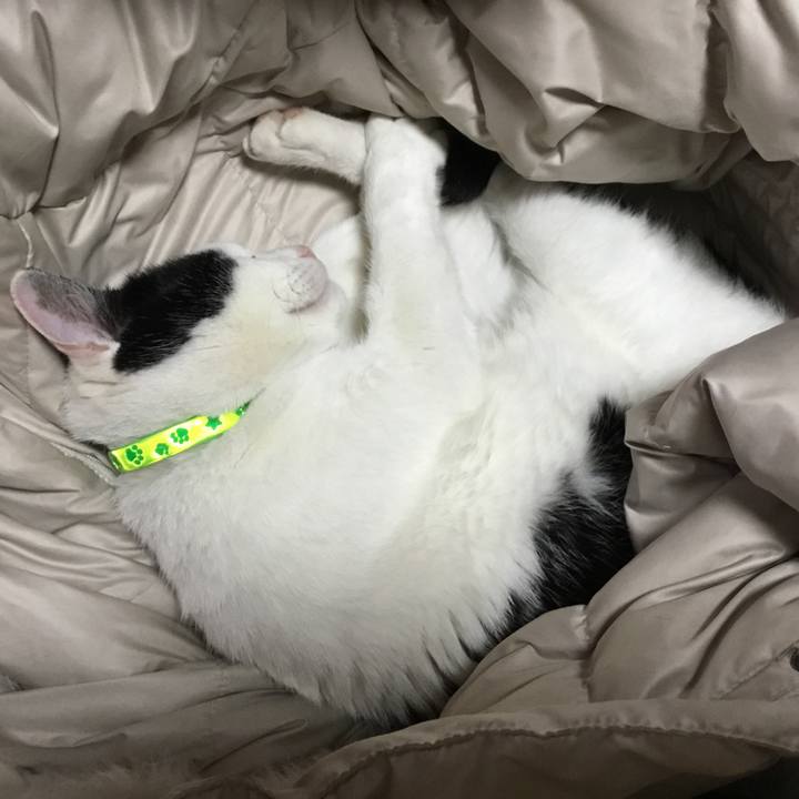 650a950d 3294 4c1e b6a3 03c35053c3b1 1511927052486