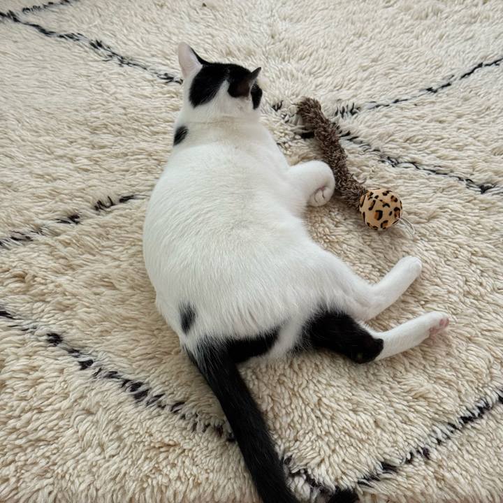 650cb1a9 05eb 4c9b 95f4 89fab377b80c 1765409139903