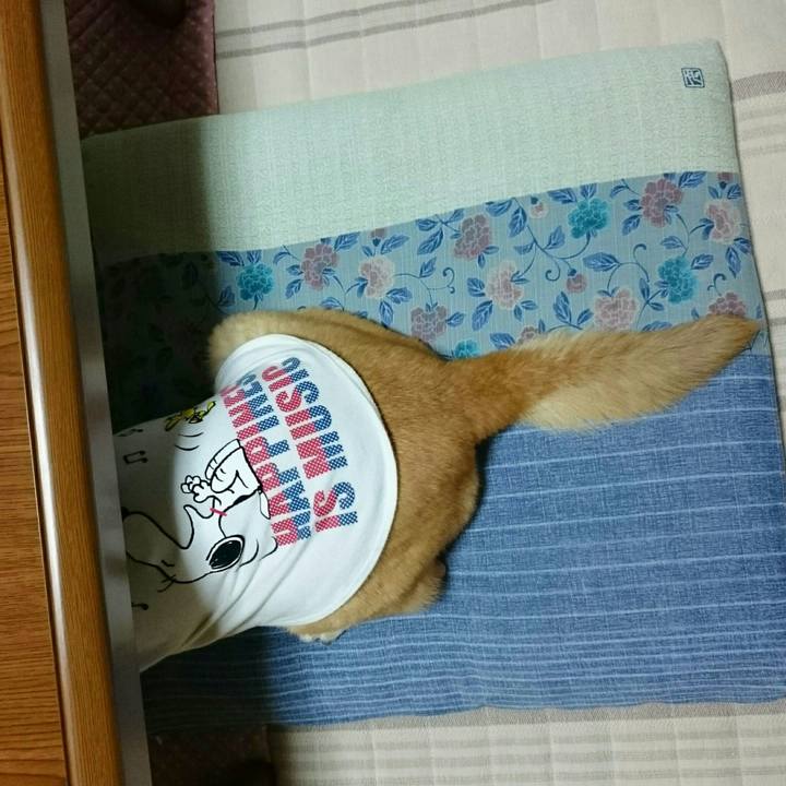 650ced28 1aa7 4ced a115 690b252af93a 1530430673533