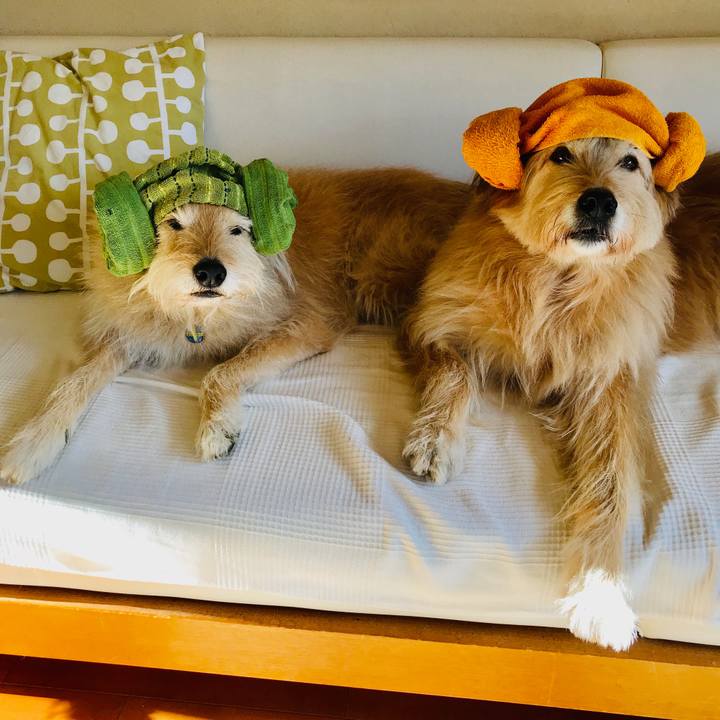 650dd113 1133 4199 bb2f 51584713aa7a 1549068517033