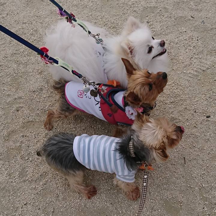 650e4253 b4c8 426c 87cf 37709bd77093 1525083422943