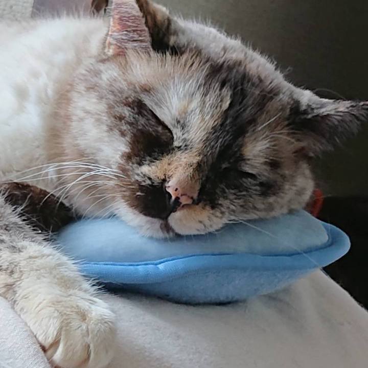 6513e0dc 9cbc 4947 967b 2b7eb34a37b3 1628882715410