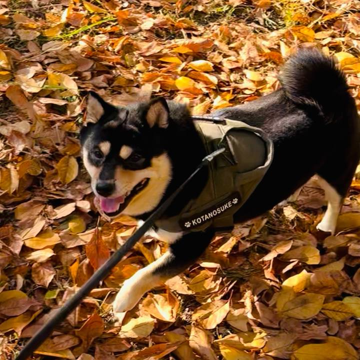 65160fba 3de1 4278 92be a0b8385a0491 1764214165762