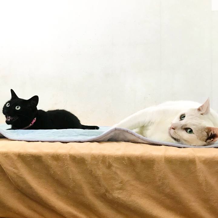 65165adc 2fdf 4799 a0cc f0208bda49a2 1627801604724