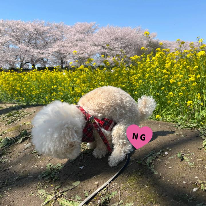 6517166f dc98 45b1 9b9c 3f433151137c 1775249409611