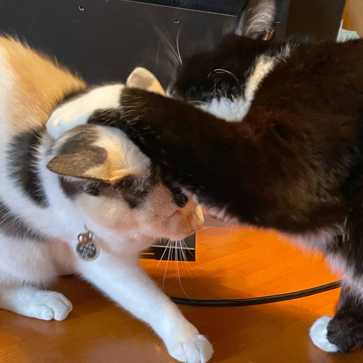 6518ad71 37cd 44af 9032 7a87b2a470d7 1736648373193