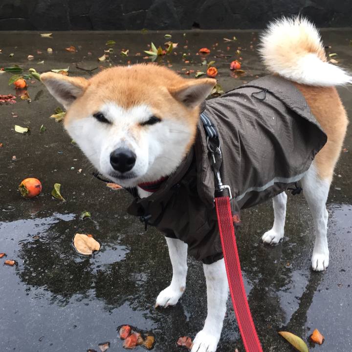 651d37cf 7934 4399 9419 1257780d3d10 1508627751166