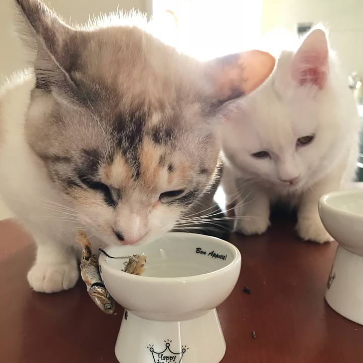 651e0e7a 9889 4f40 a4c0 91082050d81e 1513925024828