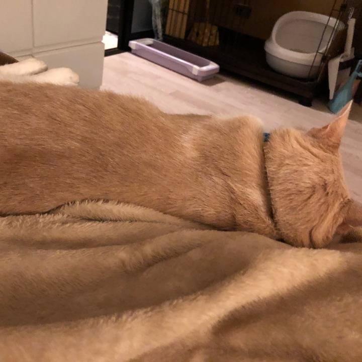 651e3423 2407 4772 bc47 18a88a1e4538 1590752210070