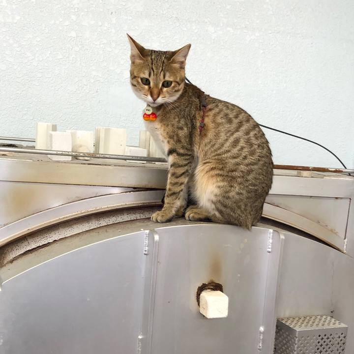 65202238 61c9 4c67 abf1 e1bc74106332 1585798721552