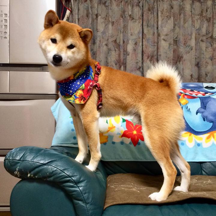 65203c29 ddfc 477e b3db 8a6fdd4ca50f 1508926909563