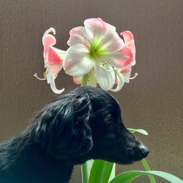 6523785e 1961 4243 abb3 37b10e7c6a9c 1526595686477