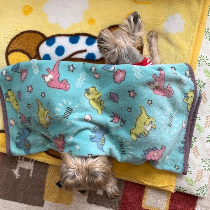 65291009 d18c 4cd9 ba39 ea20a04dd69f 1680084508197