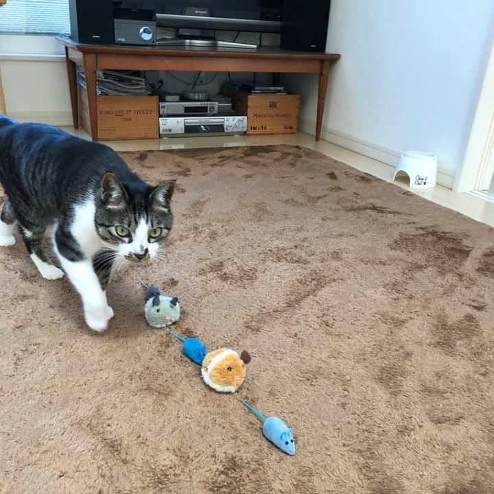 652a17ed fefe 4906 9de1 0984431dcb28 1519697847336